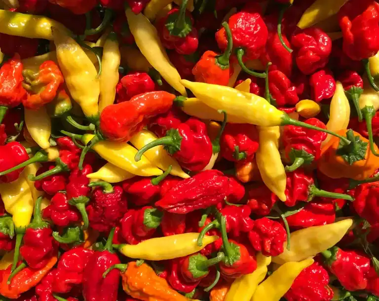 Čerstvé chilli papričky z našej úrody