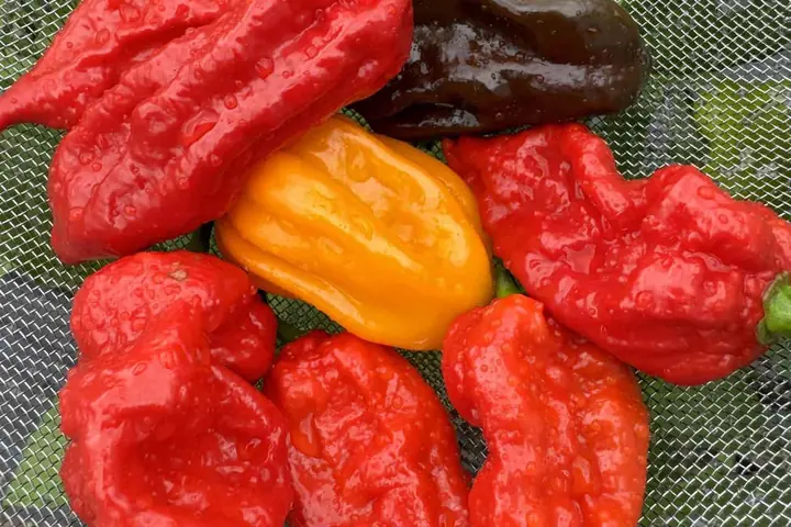 Najpálivejšie chilli papričky na svete (rebríček SHU)