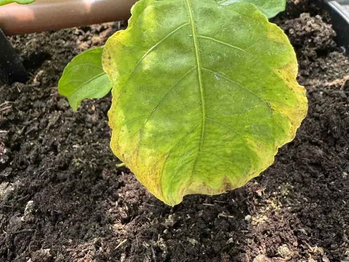 Najčastejšie chyby pri pestovaní chilli a ako ich napraviť