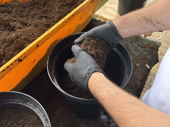 Aká zemina na chilli papričky – substrát, ktorý používam ja