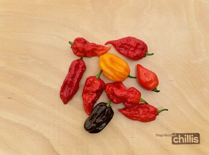 Aké chilli si vybrať: jalapeño, habanero alebo Carolina Reaper?