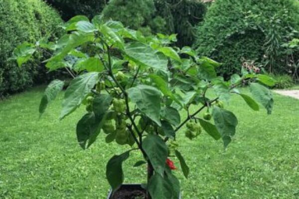 Carolina Reaper: ako ju vypestovať na Slovensku