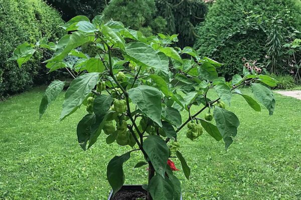 Carolina Reaper: ako ju vypestovať na Slovensku