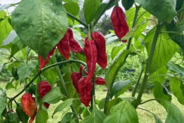 Prezimovanie chilli: ako rastlinu udržať do ďalšej sezóny