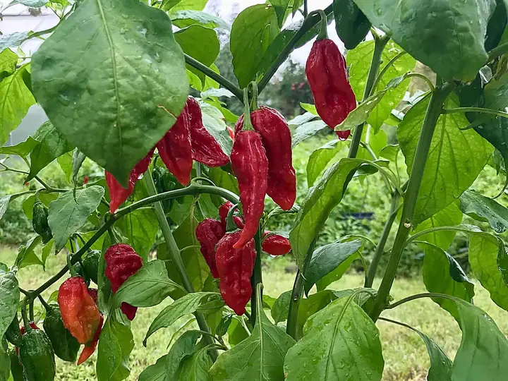 Prezimovanie chilli: ako rastlinu udržať do ďalšej sezóny