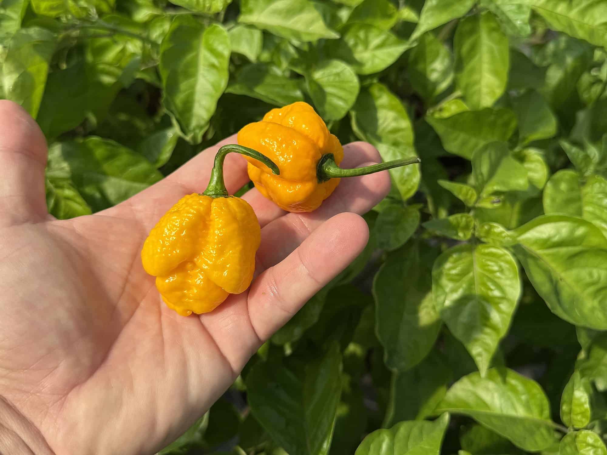 Chilli papričky z vlastnej úrody v Nitre